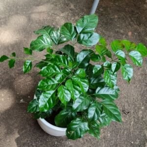China Doll Live Healthy Plant - Image 2