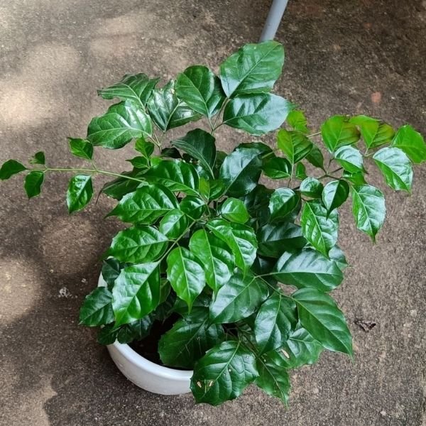 China Doll Live Healthy Plant - Image 2