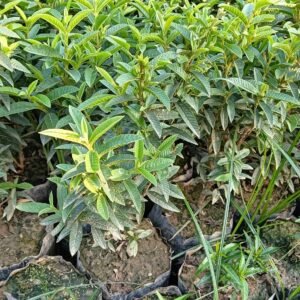 Chinese Guava Fruit Plant - Image 2