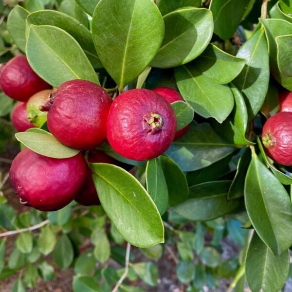 Chinese Guava Fruit Plant