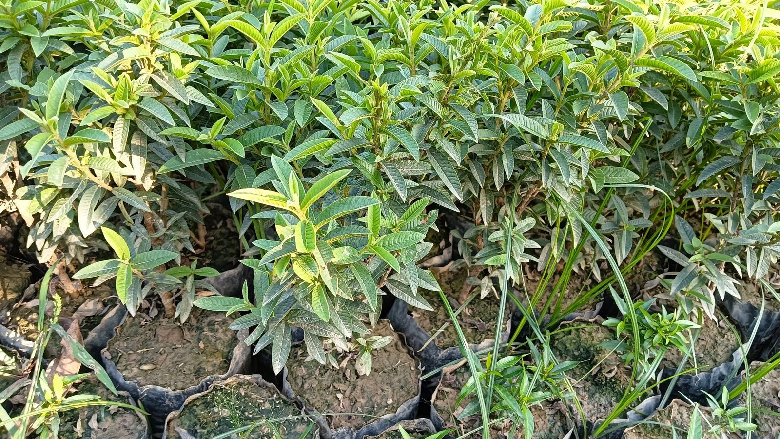 Chinese Guava Fruit Plant - Image 2