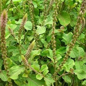 Chirchira/Latjira/Apamarg/Puthkanda Herbal Live Plant - Image 2