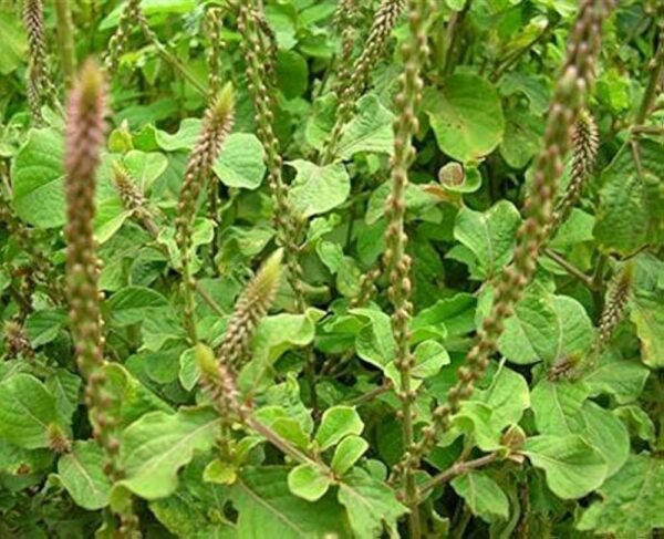 Chirchira/Latjira/Apamarg/Puthkanda Herbal Live Plant