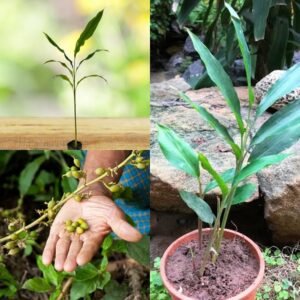 Choti Elaichi/Cardomom Live Plant Sapling - Image 3