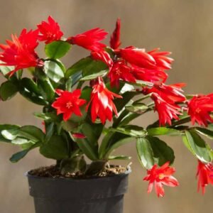 Zygo Christmas Cactus Flower Plant - Image 2