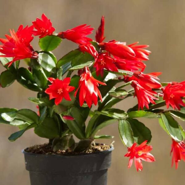 Zygo Christmas Cactus Flower Plant