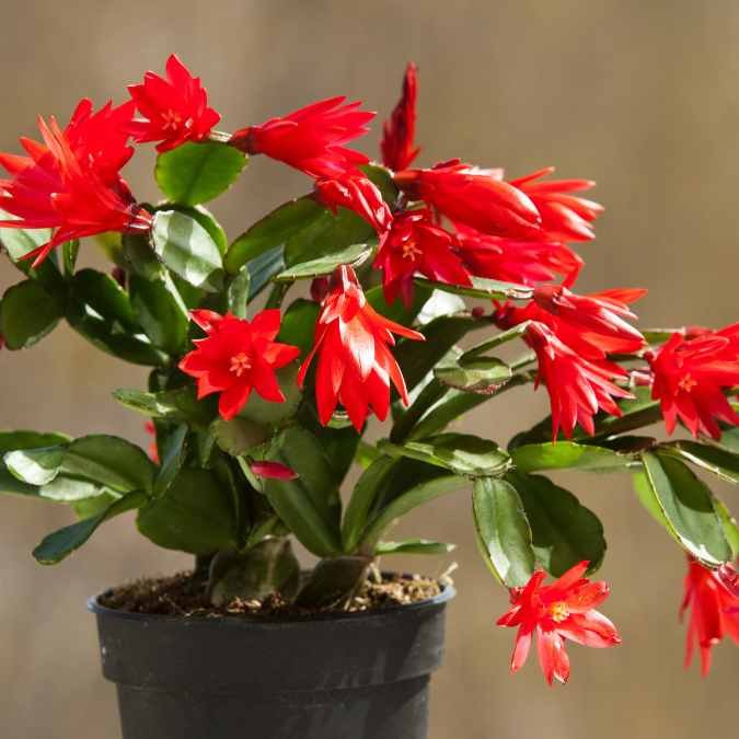 Zygo Christmas Cactus Flower Plant - Image 2