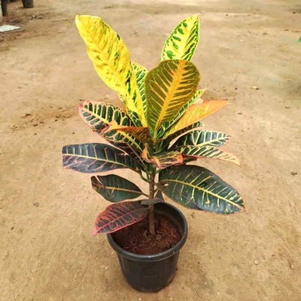 Croton Petra Live Plant