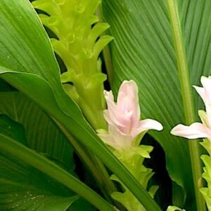 Amba Haldi/Mnago Ginger Rare Herbal Plant - Image 2