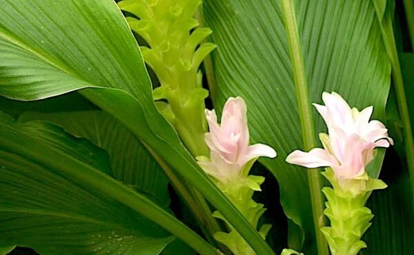 Amba Haldi/Mnago Ginger Rare Herbal Plant
