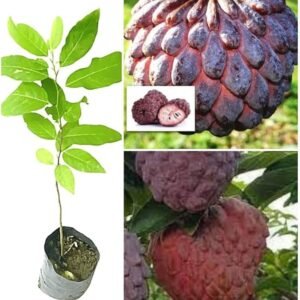 Sweet Red Custard Apple Plant - Image 2