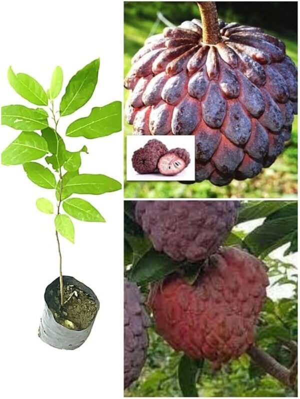 Sweet Red Custard Apple Plant