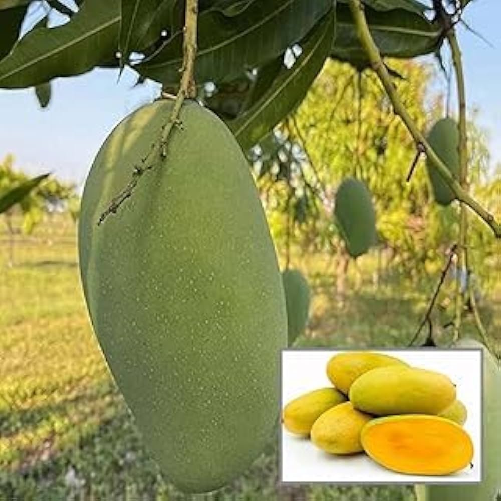 Dasheri Fruit Mango Plant