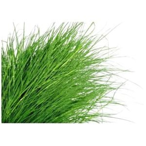 Fresh Cut Green Durva/Bermuda/Doob/Arugampul Grass - Image 2