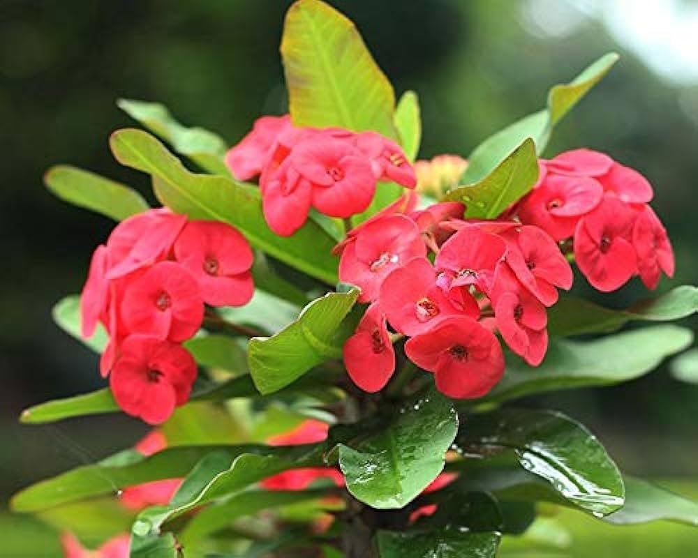 Euphorbia/Crown Of Thorns Flower Healthy Plant