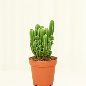 Fairy Castle Cactus Live Plant - Image 2