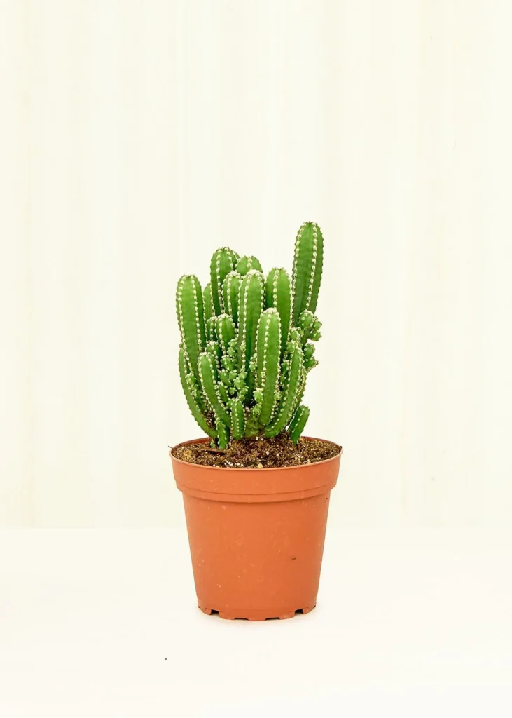 Fairy Castle Cactus Live Plant