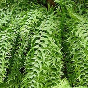 Fish Tail Fern Live  Plant - Image 2