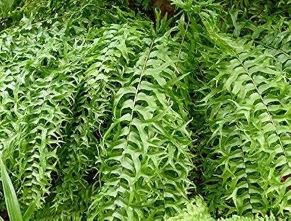 Fish Tail Fern Live Plant