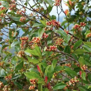 Clove Spice Herbal Live Plant - Image 2