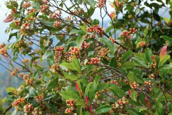Clove Spice Herbal Live Plant