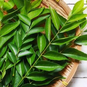 Kadi Patta/Meetha Neem/Kariveppilai/Curry Fresh Green Leaves - Image 2