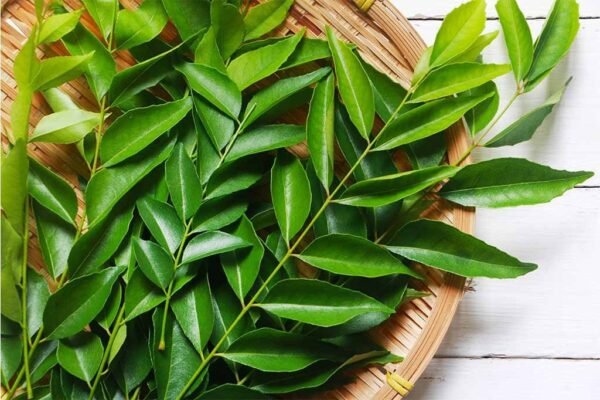 Kadi Patta/Meetha Neem/Kariveppilai/Curry Fresh Green Leaves