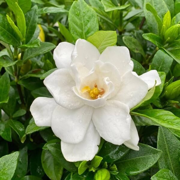 Gardenia Gandharaj Live Healthy Flower Plant