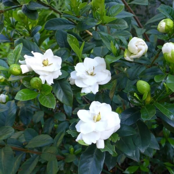 Gardenia Gandharaj Live Healthy Flower Plant
