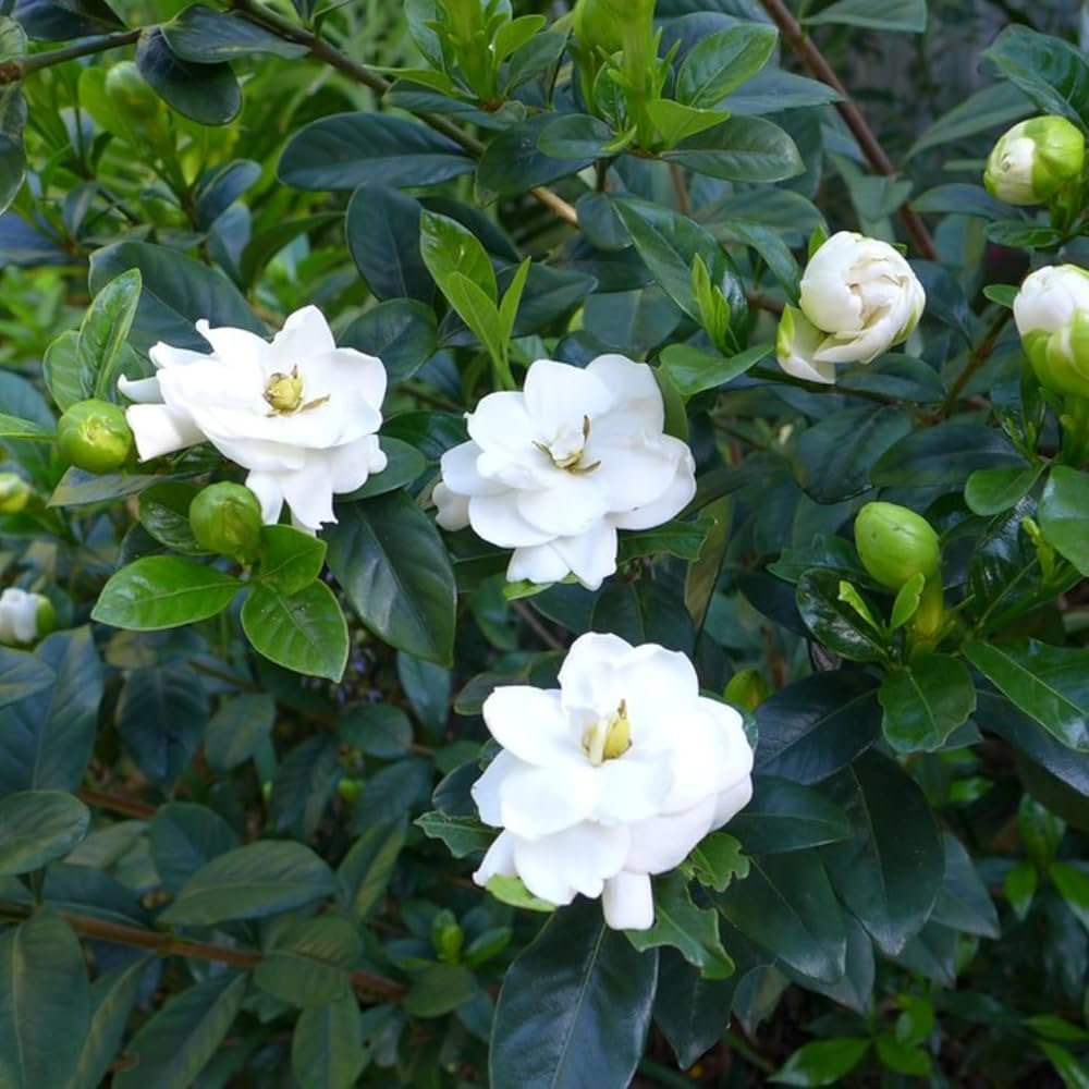 Gardenia Gandharaj Live Healthy Flower Plant - Image 2