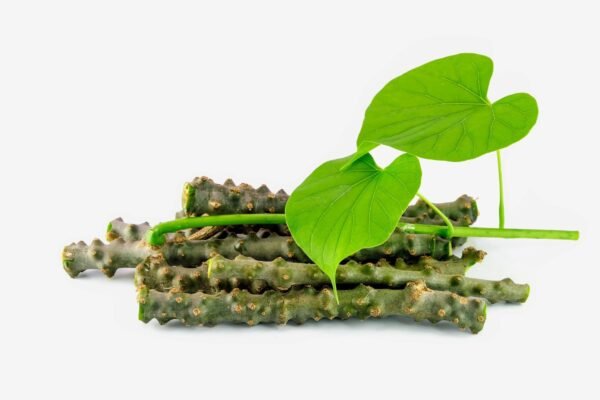 Giloy/Amridda Valli/Amruthu/Gulvel Herbal Live Plant