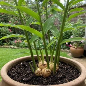 Ginger Healthy Live Herbal PLant - Image 2