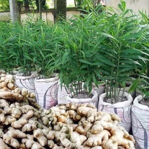 Ginger Healthy Live Herbal PLant - Image 3