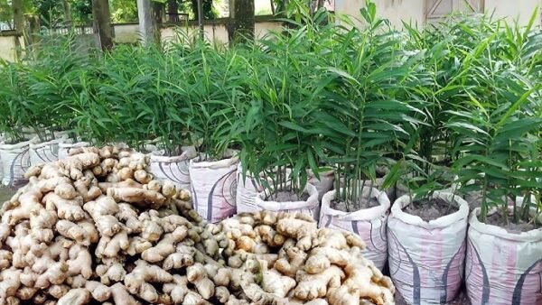Ginger Healthy Live Herbal PLant
