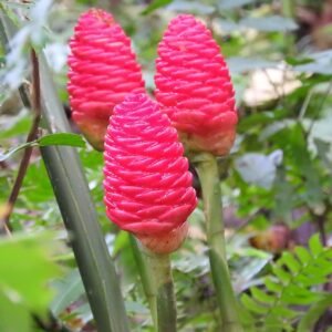 Ginger Shampoo/Kallu Shunti/बनअदरक Herbal live Plant - Image 2