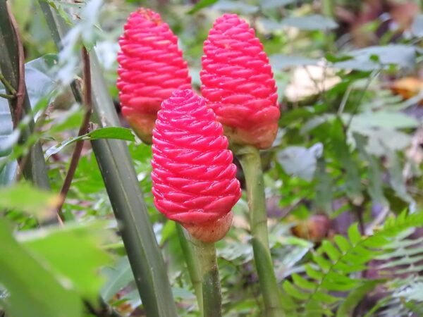Ginger Shampoo/Kallu Shunti/बनअदरक Herbal live Plant