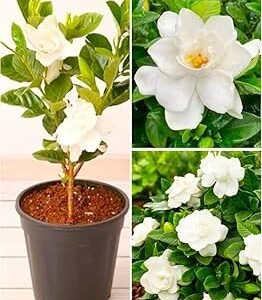 Gardenia Gandharaj Live Healthy Flower Plant - Image 4