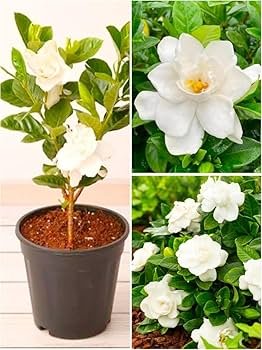 Gardenia Gandharaj Live Healthy Flower Plant