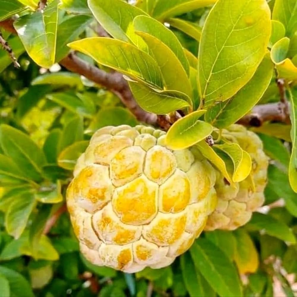 Golden Custard Apple Plant