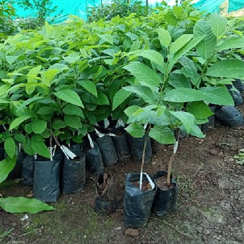 Golden Custard Apple Plant - Image 2