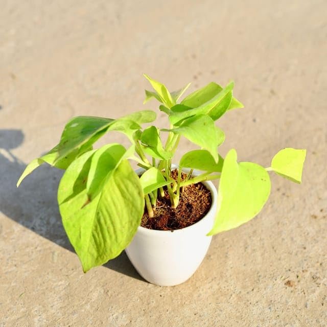 Philodendron Oxycardium Golden Money Plant - Image 2