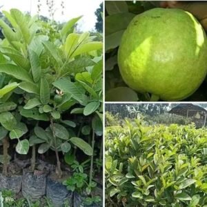 Golden8 Thai Grafted Guava Fruit Plant