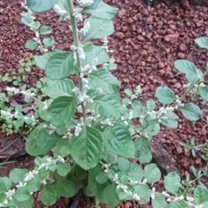 Gorakshaganja/Gorakhbuti/Cherula/Shiru-Pulai/Kapuri-Madhuri Herbal Plant - Image 2