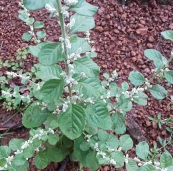 Gorakshaganja/Gorakhbuti/Cherula/Shiru-Pulai/Kapuri-Madhuri Herbal Plant