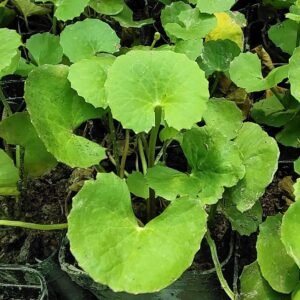 Gotu Kola/Karivana/Ondelaga/Vallarai Herbal Live plant - Image 2