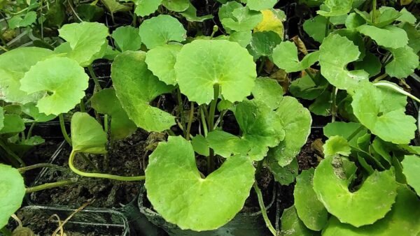 Gotu Kola/Karivana/Ondelaga/Vallarai Herbal Live plant