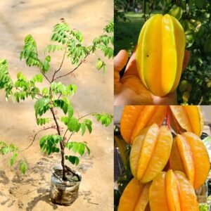 All season Grafted Star Fruit 1-2Foot Long Plant - Image 2