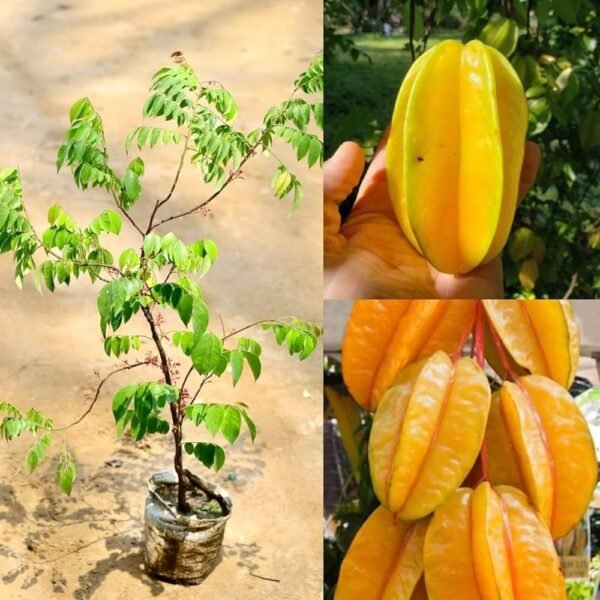 All season Grafted Star Fruit 1-2Foot Long Plant