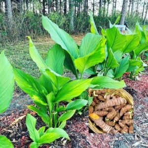 Turmeric/Raw Haldi Healthy Herbal Plant - Image 2