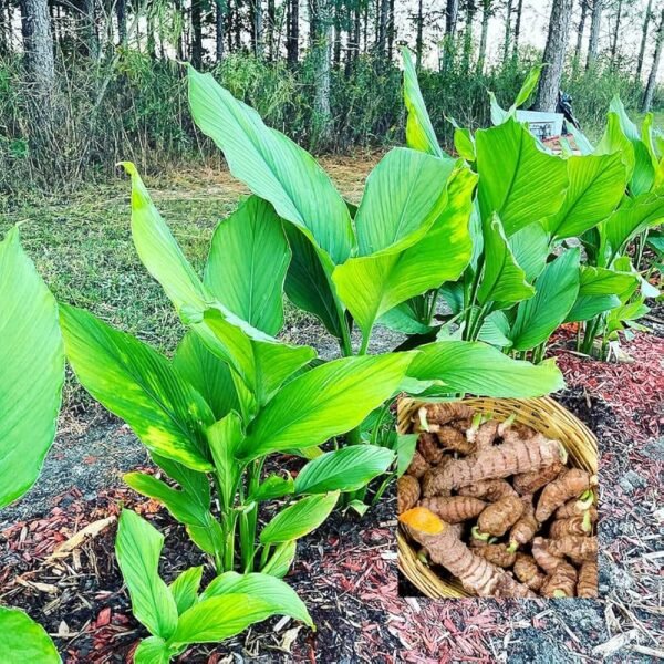 Turmeric/Raw Haldi Healthy Herbal Plant